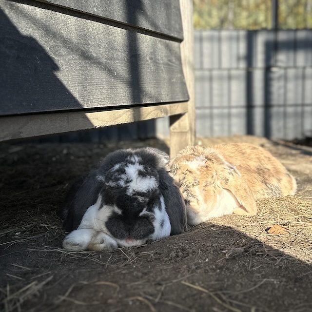 46.25.1 De week in foto's #259