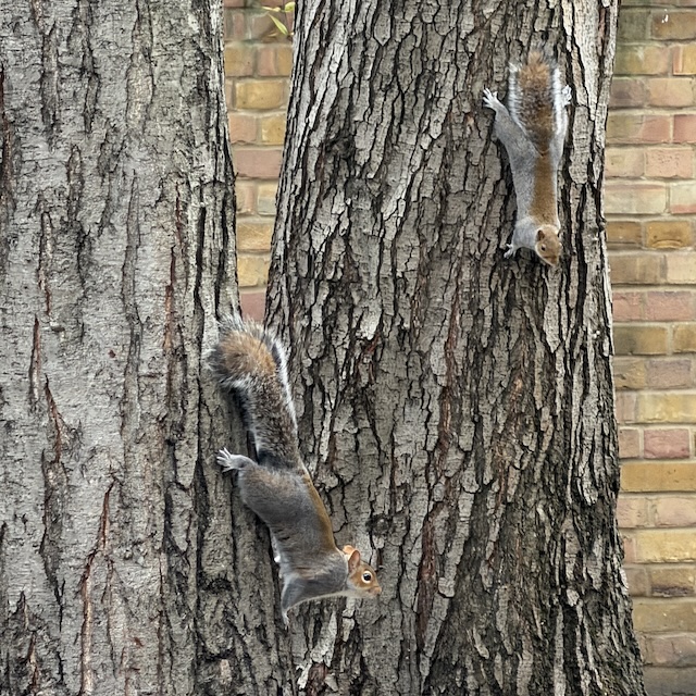 03.05 - Eekhoorntjes - Gewoon Iloon