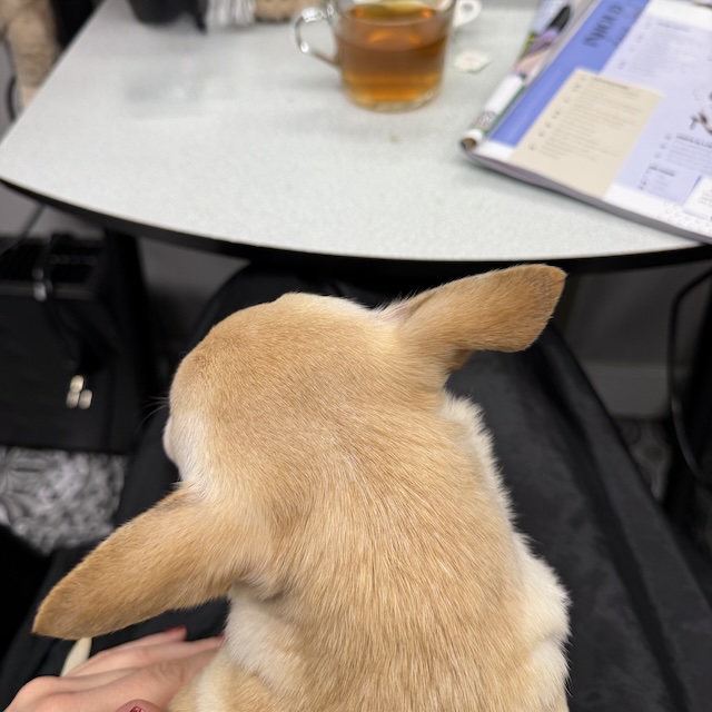 51.25.8 De week in foto's #264