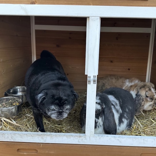 04.26.9 De week in foto's #268