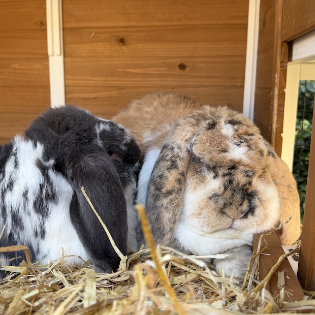 05.26.9 De week in foto's #269