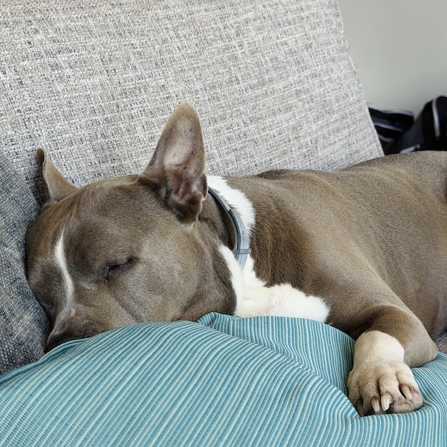 Kroelen met Luna - Dag 22 - Gewoon Iloon