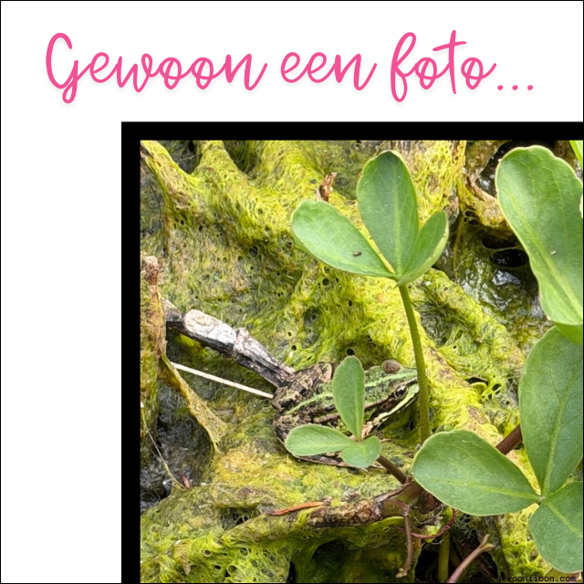 Nieuwe huisdieren - UA