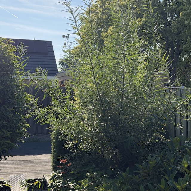 Avondje tuinieren - Dag 65 - Gewoon Iloon
